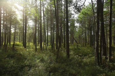 Güneş, kozalaklı ormanlarda, soyut manzara yaz ormanlarında, güzel vahşi doğada ışıldıyor.