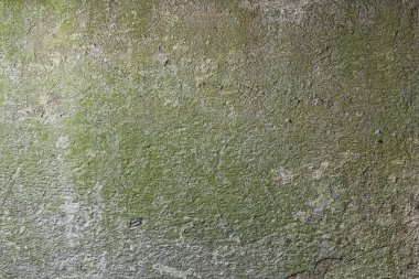 Küf mantarı sıvası, eski duvar, kirli küf enfeksiyonu.