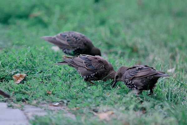 Starling Little Warbler Wildlife Macro Portrait Bird — Stock Photo, Image