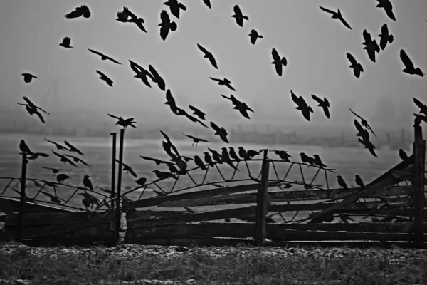 Abstrait Fond Flou Troupeau Oiseaux Noirs Vol Concept Tristesse Stress — Photo