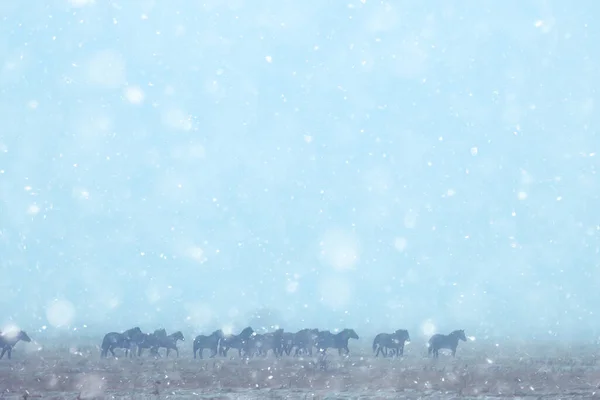 Soyut Bulanık Kış Geçmişi Karlı Bir Arazide Atlar Bir Çiftlikte — Stok fotoğraf
