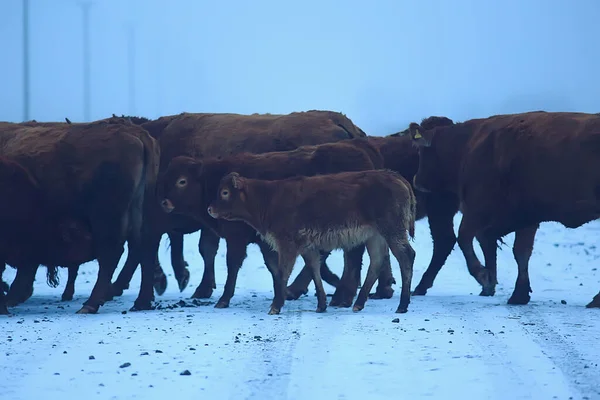 Krowy Zimą Polu Śnieżnym Zwierzęta Farmie Sezonie Zimowym — Zdjęcie stockowe