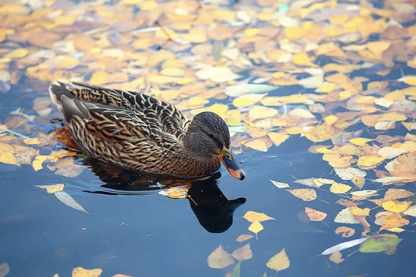 Patos Estanque Otoño Aves Silvestres Ánades Reales Pato —  Fotos de Stock