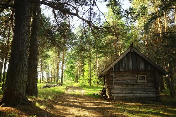 Zajęcia Świeżym Powietrzu Turystyka Dom Wakacyjny Sosnowym Lesie Letni Krajobraz — Zdjęcie stockowe