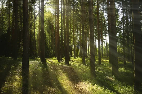 Zonnestralen Naaldbos Abstracte Landschap Zomer Bos Prachtige Wildernis Natuur — Stockfoto