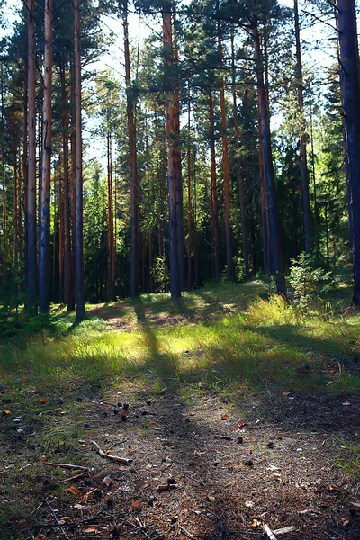 Sonnenstrahlen Nadelwald Abstrakte Landschaft Sommerwald Schöne Wildnis Natur — Stockfoto