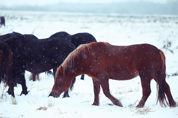 Abstrait Fond Hiver Flou Chevaux Dans Paysage Champs Enneigés Neige — Photo