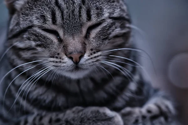Gato Bonito Animal Estimação Fofo Feliz Conceito Amor Cuidado — Fotografia de Stock