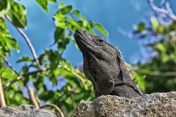 Nagy Iguana Sütkérezik Napon Mexikóban Állati Yucatan — Stock Fotó