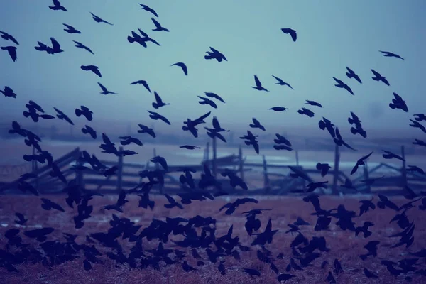 Outono Paisagem Rebanho Pássaros Negros Conceito Tristeza Outono Nevoeiro Fundo — Fotografia de Stock