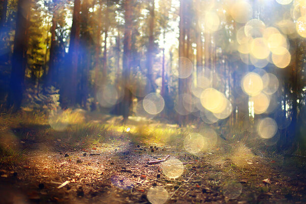 Landscape summer forest glare sun bokeh blurred background, abstract view of trees