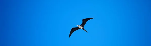 Frégate Vol Mouches Oiseaux Marins Dans Ciel Bleu Liberté — Photo