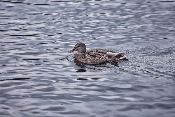 Patos Estanque Otoño Aves Silvestres Ánades Reales Pato —  Fotos de Stock