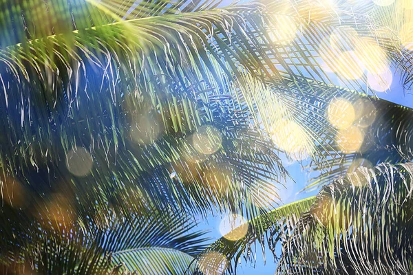 Abstrakte Palmblätter Sonnenhintergrund Aktiver Sommerurlaub Meer — Stockfoto