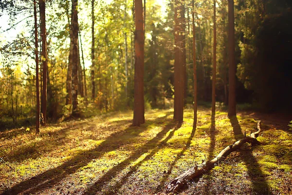 Ακτίνες Του Ήλιου Κωνοφόρα Δάση Αφηρημένο Τοπίο Καλοκαιρινό Δάσος Όμορφη — Φωτογραφία Αρχείου