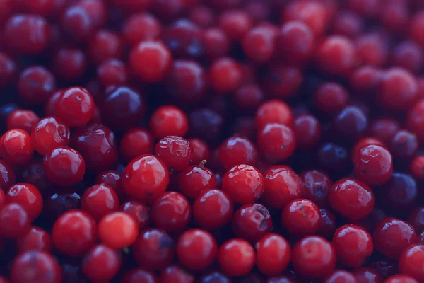 Textura Arándanos Rojos Bayas Frescas Vitaminas Del Norte Fondo Abstracto —  Fotos de Stock