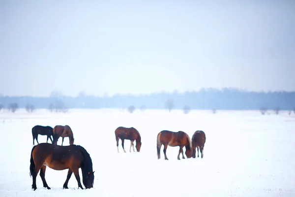 Abstrakt Verschwommener Winterhintergrund Pferde Einer Verschneiten Feldlandschaft Schnee Auf Einem — Stockfoto