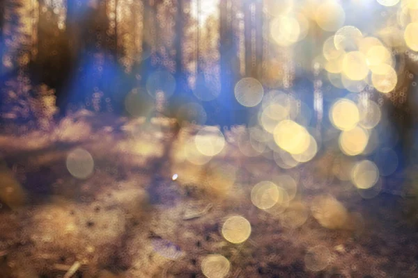 Landscape Summer Forest Glare Sun Bokeh Blurred Background Abstract View — Stock Photo, Image