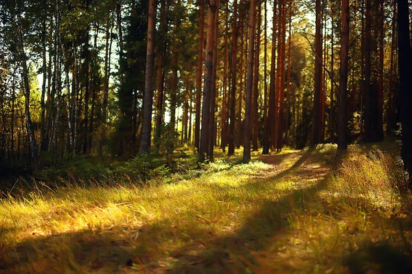 Raios Sol Floresta Coníferas Paisagem Abstrata Floresta Verão Bela Natureza — Fotografia de Stock