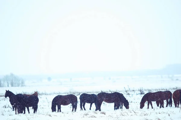 Abstrakt Verschwommener Winterhintergrund Pferde Einer Verschneiten Feldlandschaft Schnee Auf Einem — Stockfoto