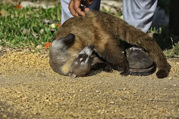 Coati Nature Милый Енот Zoo — стоковое фото