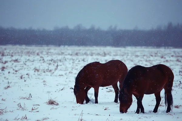 Abstract Wazig Winter Achtergrond Paarden Een Besneeuwd Veld Landschap Sneeuw — Stockfoto