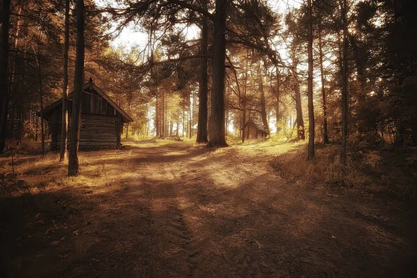 Friluftsturism Semesterhus Tallskog Sommarlandskap Solig Dag Natur Norr — Stockfoto