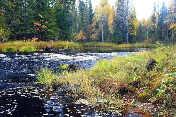 Fluss Herbst Waldlandschaft Abstrakter Blick Bäume Ufer Eines Kleinen Flusses — Stockfoto