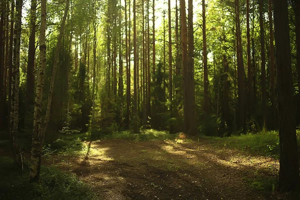 Sol Strålar Barrskog Abstrakt Landskap Sommar Skog Vacker Vildmark Natur — Stockfoto