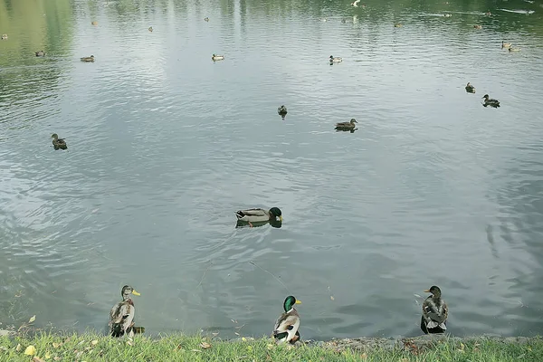 Patos Estanque Otoño Aves Silvestres Ánades Reales Pato — Foto de Stock