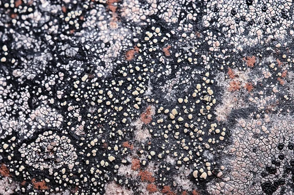Lichen Kamenné Textury Makro Pozadí Abstraktní Příroda — Stock fotografie