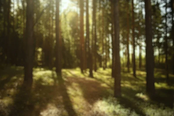 Landschaft Sommer Wald Blendung Sonne Bokeh Verschwommenen Hintergrund Abstrakte Ansicht — Stockfoto