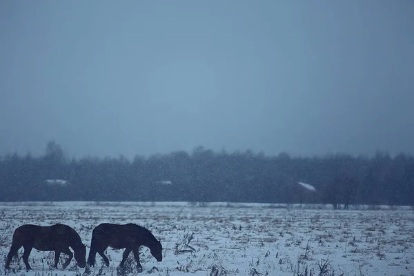 Abstrakt Suddig Vinter Bakgrund Hästar Snöig Åkermark Landskap Snö Gård — Stockfoto