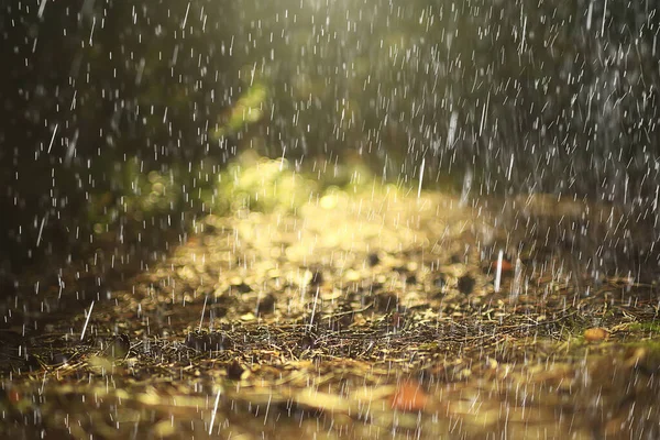 秋の風景雨が森の中に舞い落ちる10月の風景美しい公園 — ストック写真