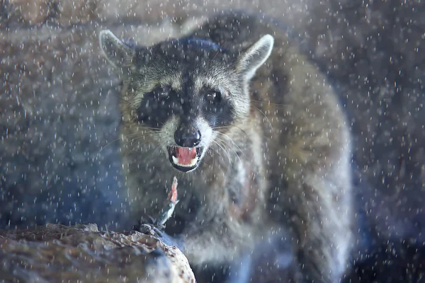 wild nosoha, american raccoon, animal in the wild