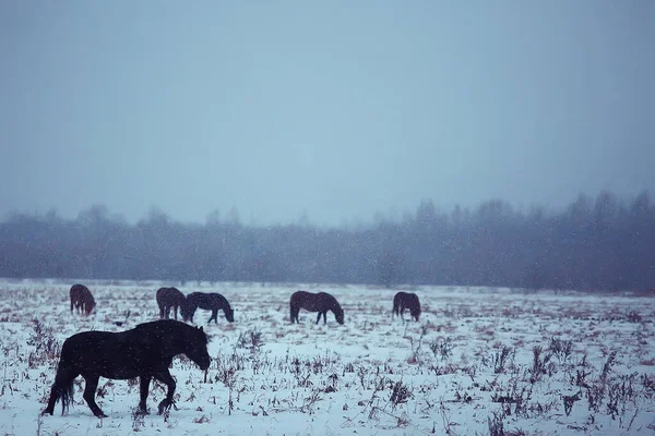 Abstrakt Suddig Vinter Bakgrund Hästar Snöig Åkermark Landskap Snö Gård — Stockfoto