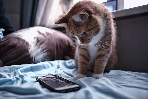 cat is watching smartphone, cute red cat watch video on the phone