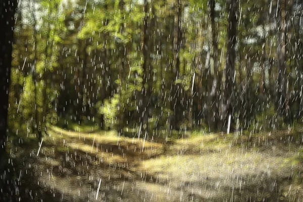 Zomer Bos Landschap Regen Druppels Abstracte Achtergrond Nat Park Regen — Stockfoto