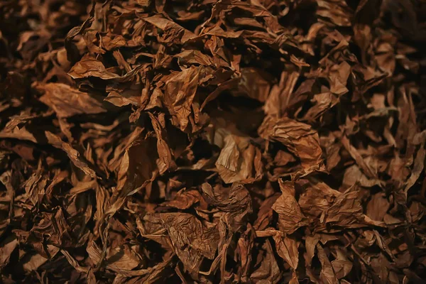 Bakgrund Struktur Tobak Löv Torr Gula Blad För Rökning Produktion — Stockfoto