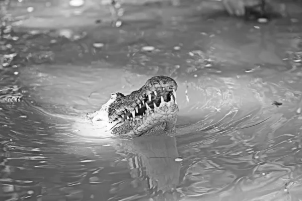 Crocodile Sauvage Dans Rivière Alligator Dans Marais Prédateur Faune — Photo