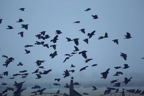 Abstract Fundal Încețoșat Stol Păsări Negre Zbor Conceptul Stres Tristețe — Fotografie, imagine de stoc