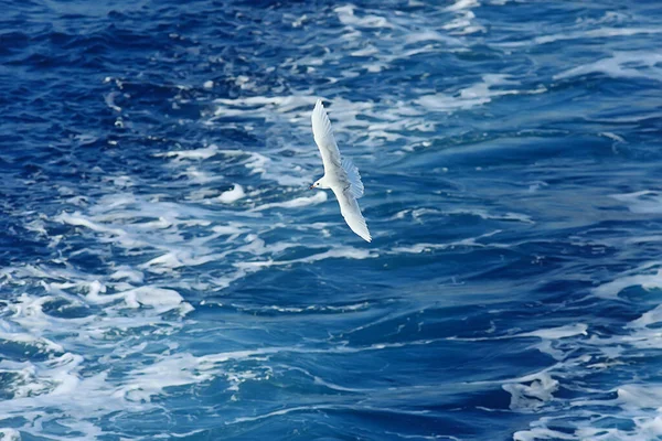 Γλάρος Πετά Πάνω Από Θάλασσα Έννοια Διακοπές Στη Θάλασσα Καλοκαίρι — Φωτογραφία Αρχείου