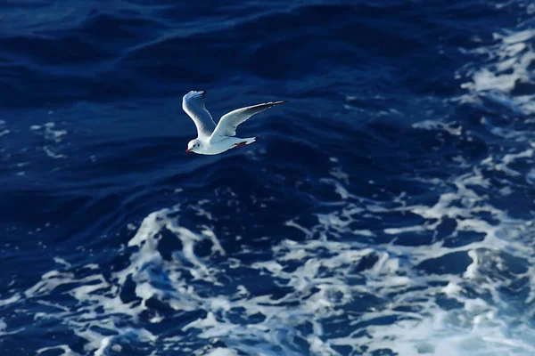 seagull flies over the sea, concept sea vacation summer, bird freedom flying