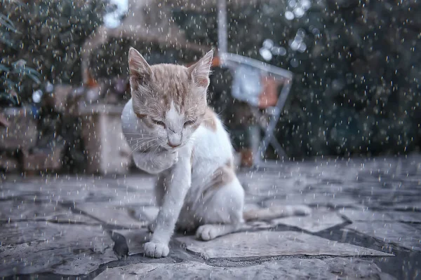 Triste Gato Callejero Pequeño Gato Abandonado Miserable — Foto de Stock