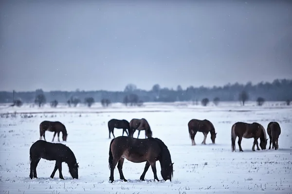 추상적으로 겨울을 배경으로 눈덮인 들판의 농장의 — 스톡 사진