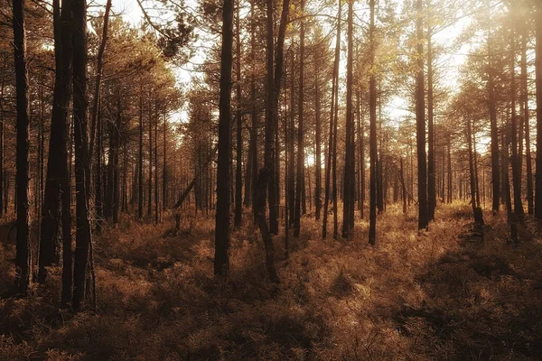 Otoño Paisaje Del Bosque Coníferas Vista Abstracta Del Bosque Amarillo — Foto de Stock