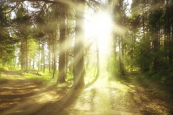 Zonnestralen Naaldbos Abstracte Landschap Zomer Bos Prachtige Wildernis Natuur — Stockfoto