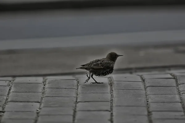 Star Grasmücke Wildtier Makro Portraitvogel — Stockfoto