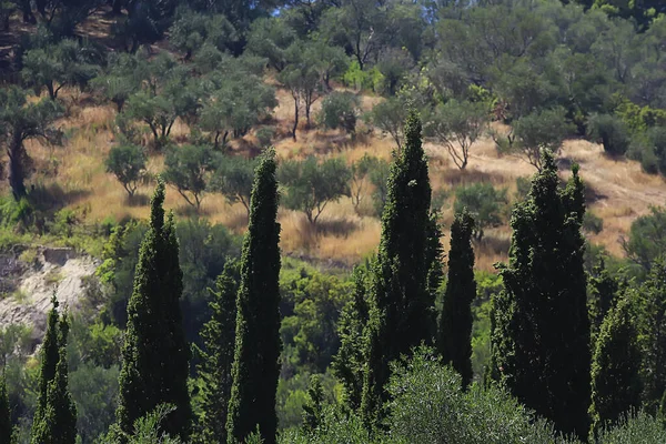 Cyprès Paysage Grec Vue Panoramique Été Vacances Météo — Photo