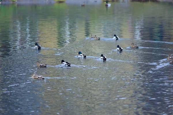 Patos Uma Lagoa Outono Pássaros Selvagens Pato Mallard — Fotografia de Stock
